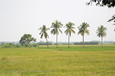 On Route Thekkady to Madurai,_DSC_7802_H600